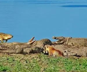 دیدنی های راز بقا؛ پلنگ جیگر دار طاقت گرسنگی نداشت و رفت سر سفره 10 تا کروکودیل غول