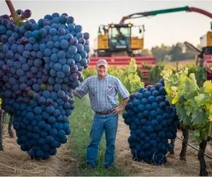 کشاورزی نوین؛ تو آمریکا بیش از پنج میلیون تن انگور برداشت کردن هر خوشش بالای 10 کیلو