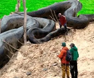 از جذابیت های حیات وحش؛ مار پیتون غول پیکری که مثل رودخانه میمونه از بس قطوره