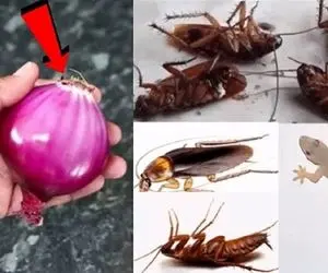 ایده های خلاقانه؛ تو خونه سوسک دارید پیف پاف و تارومار هم افاقه نکرد؟ این محلول جوابه