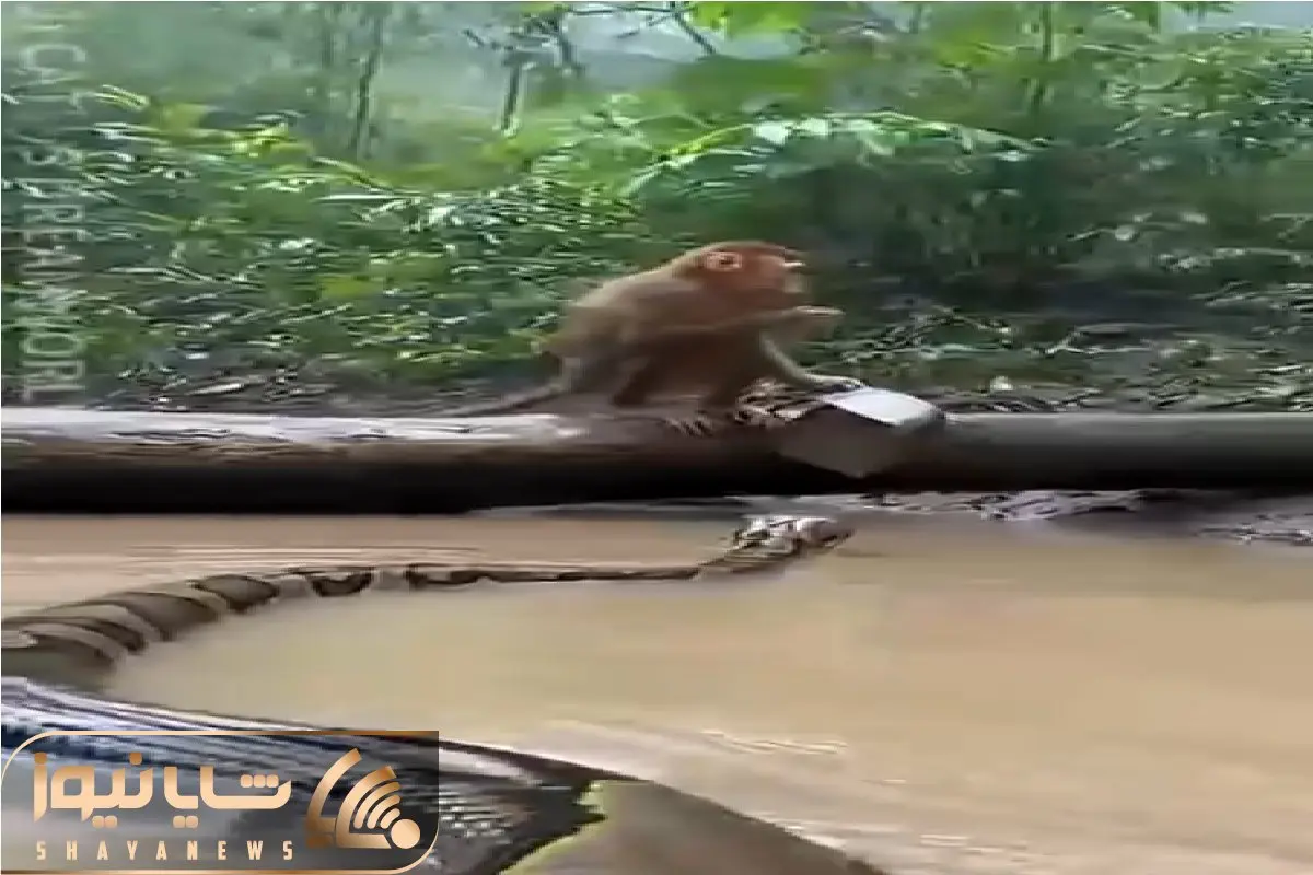 از جذابیت های حیات وحش؛ میمون خلاقانه و استراتژیک حمله پیتون غول خنثی میکنه