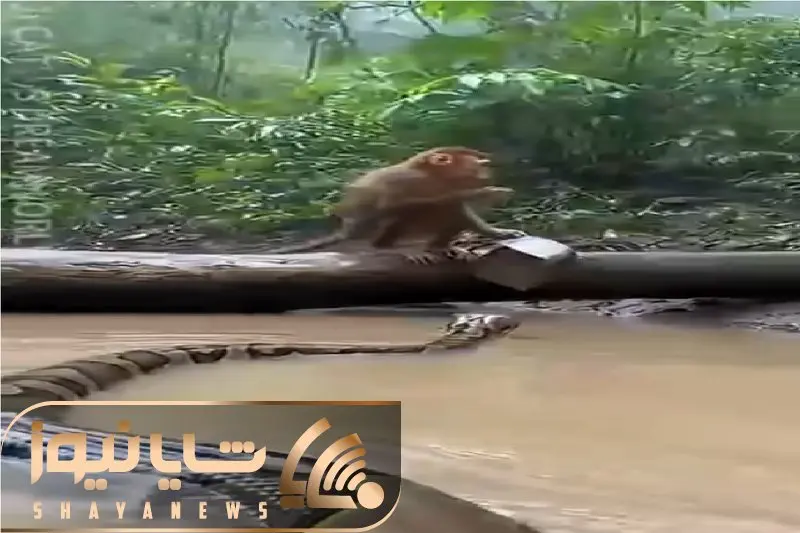 از جذابیت های حیات وحش؛ میمون خلاقانه و استراتژیک حمله پیتون غول خنثی میکنه