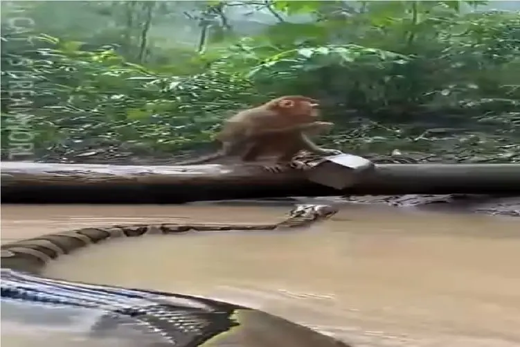 از جذابیت های حیات وحش؛ میمون خلاقانه و استراتژیک حمله پیتون غول خنثی میکنه