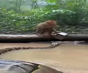 از جذابیت های حیات وحش؛ میمون خلاقانه و استراتژیک حمله پیتون غول خنثی میکنه