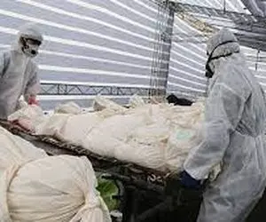 کرونا جان 544 نفر دیگر را گرفت