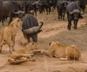 بدایع حیات وحش؛ نبرد حماسی شیر و بوفالو مقابل چهره مات و مبهوت گورخر بی خبر