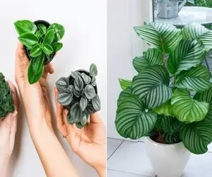 گیاهان آپارتمانی برا افراد مبتدی / گل تو دستت خوب عمل نمیاد چشت ترسیده اینا رو تست کن