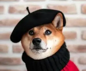 پیش بینی مهم از شیبااینو!