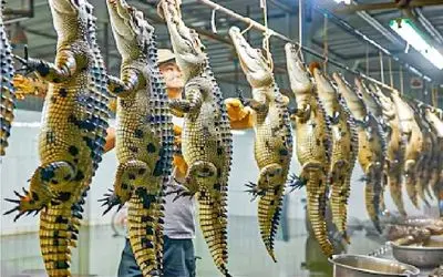 فرآوری تمساح؛ تمساح غول میکنن از گوشت تا پوستش طلا استخراج کنن