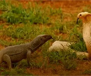 مستند حیات وحش؛ قدرت زهر کومودو به پیتون میچربه