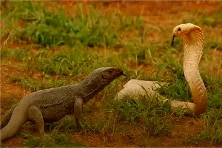 مستند حیات وحش؛ قدرت زهر کومودو به پیتون میچربه