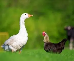 مستند کاوش؛ غاز ریش سفید مانگوس شکنجه کرد خروس اذیت نکنه