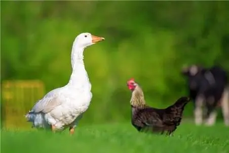 مستند کاوش؛ غاز ریش سفید مانگوس شکنجه کرد خروس اذیت نکنه