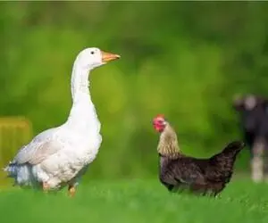 مستند کاوش؛ غاز ریش سفید مانگوس شکنجه کرد خروس اذیت نکنه