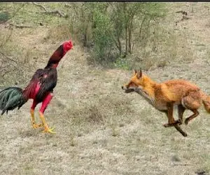 بر مدار وحش؛ روباه تا چشم خروس دور دید حرمسراش رو غارت کرد