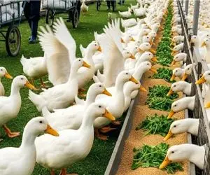 فرآوری اردک؛ جوجه اردکارو فربه و صیقلی میکنن که درسته سیخ بکشن بریون میل کنن