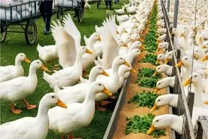 فرآوری اردک؛ جوجه اردکارو فربه و صیقلی میکنن که درسته سیخ بکشن بریون میل کنن
