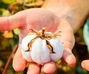 کشاورزی نوین؛ خوشگلترین چیزی که امروز میبینی طریقه ی کشت پنبه از رو گیاهشه خیلی جالبه