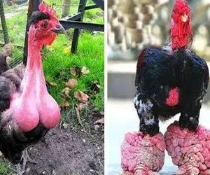 کارخانه حیوانات؛ هورمون خوک و مرغ یکی کرده یه پرنده پا گنده جدید تولید کرده خوش گوشت