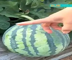 کشاورزی نوین؛ چنان هندونه قرمز و رسیده ای عمل آووردن که یه بشکن زد هندونه خودش شکافت