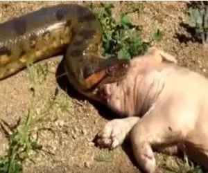 مستند حیات وحش؛ پیتون غول خوک بلعید شکمش پاره شد
