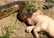 مستند حیات وحش؛ پیتون غول خوک بلعید شکمش پاره شد