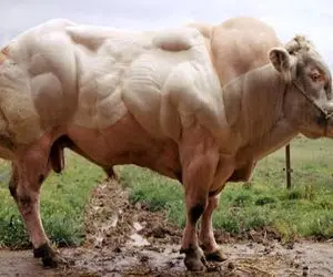 گاوهای باورنکردنی / قدرتمندترین گاو نر در جهان چه کاری می تواند انجام دهد