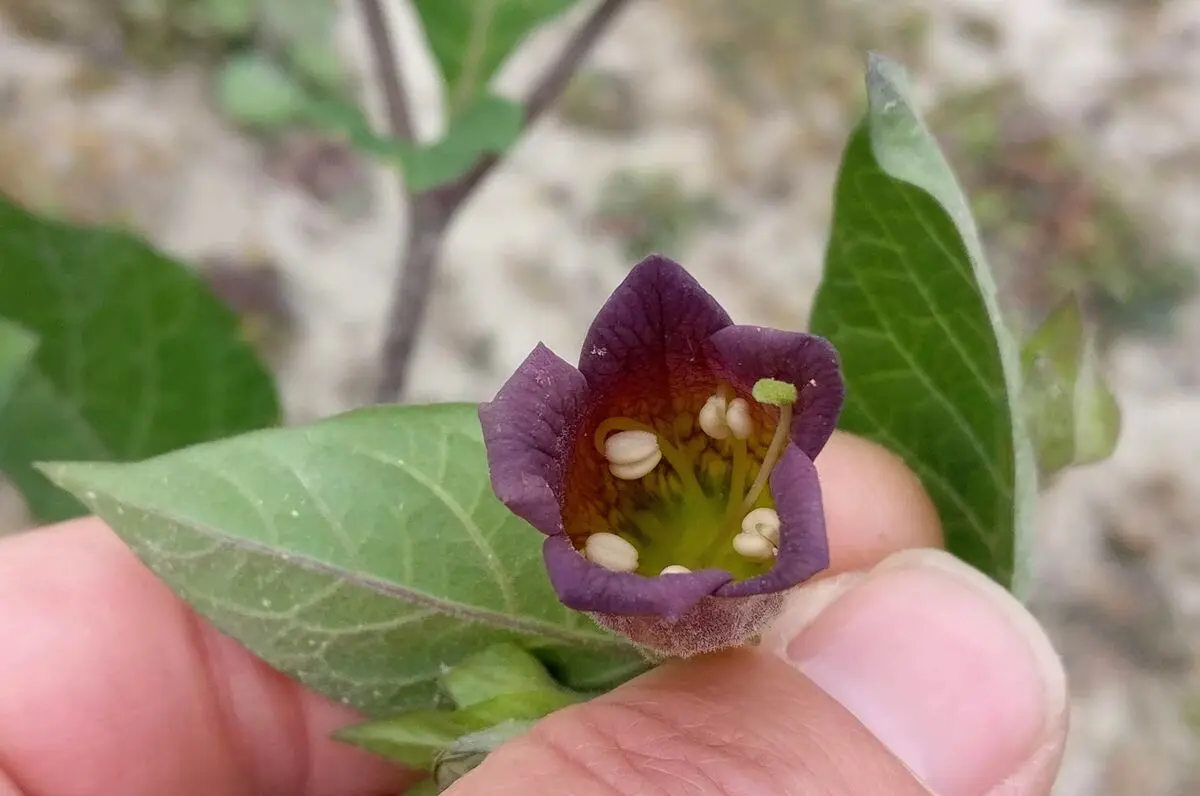 PHOTO-3-Close-up-flower