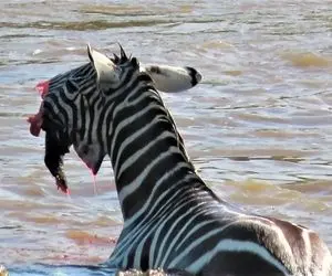 بدایع حیات وحش؛ گورخر از رودخانه عبور می کرد که صورتش توسط کروکودیل کنده شد