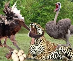 مستد حیات وحش / نبرد مذبوحانه شترمرغ و پلنگ درنده برای بقا