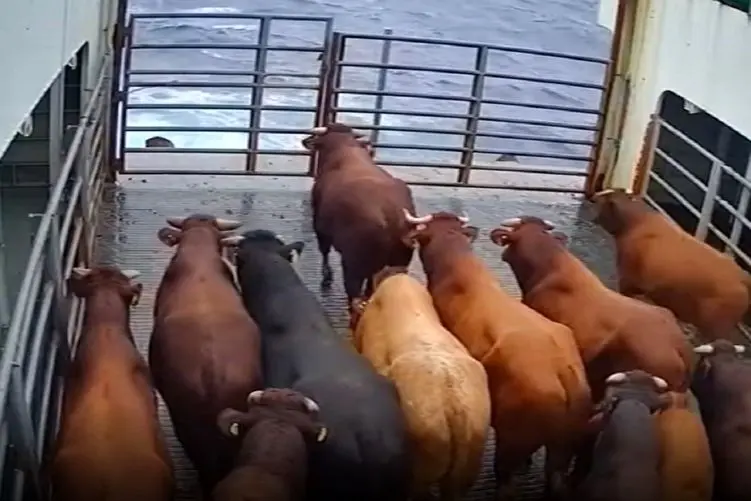 معماری طبیعت؛ گاوها برای فرار از ذبح خودکشی دسته جمعی کردن