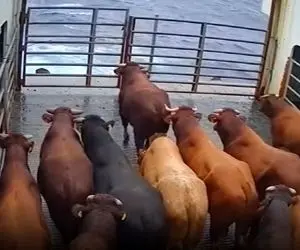 معماری طبیعت؛ گاوها برای فرار از ذبح خودکشی دسته جمعی کردن