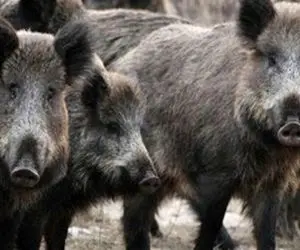 (ویدیو) هجوم گراز‌های تشنه به منطقه شهری در میناب!