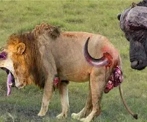 مستند حیات وحش؛ شیر بوفالو عصبی کرد اونم شاخشو به یادگار گذاشت