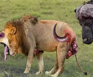 مستند حیات وحش؛ شیر بوفالو عصبی کرد اونم شاخشو به یادگار گذاشت