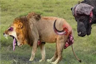 مستند حیات وحش؛ شیر بوفالو عصبی کرد اونم شاخشو به یادگار گذاشت