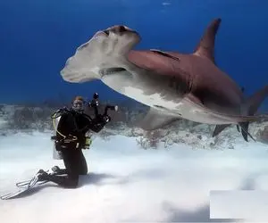 دنیای آبزیان؛ غواص واسه ماهیا غذا برده کوسه سرچکشی کیوت از ذوق پشتک میزنه