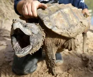 راز بقا؛ حیوانی که قبرها رو سوراخ میکنه و جنازه انسان رو میخوره! صدای ضجه زدنش عجیبه