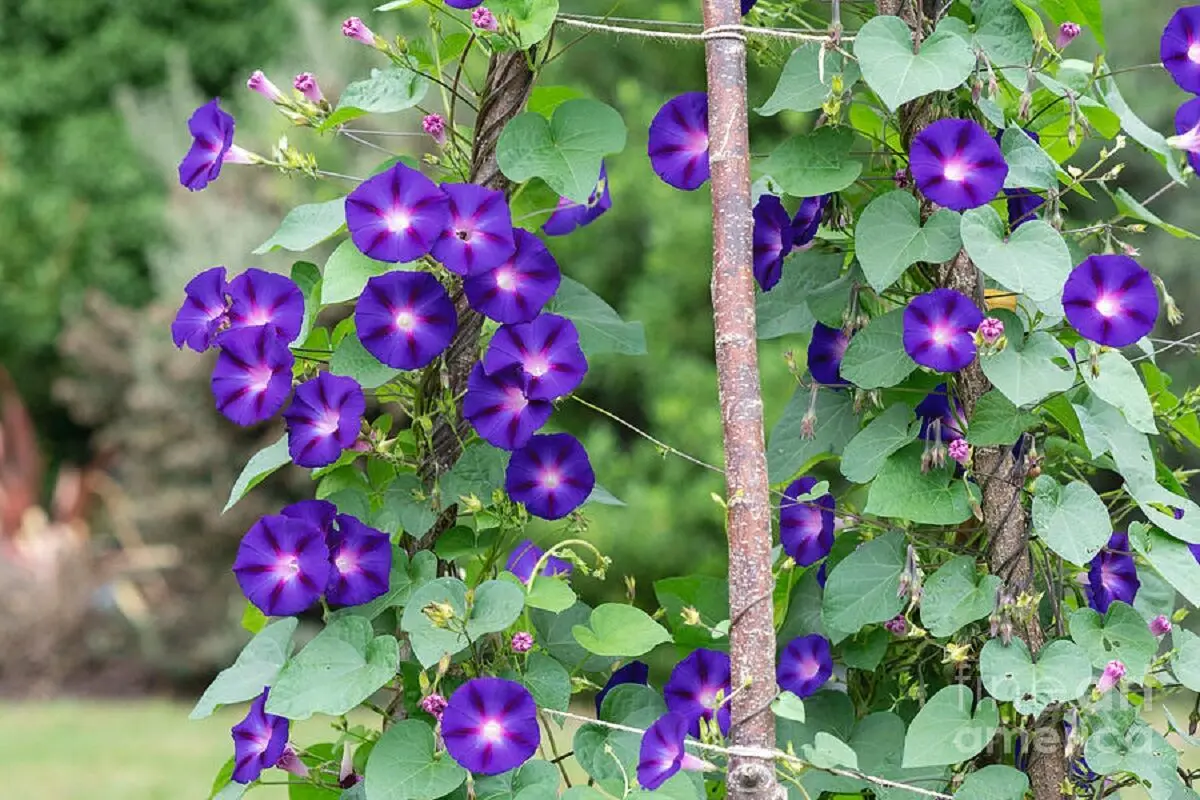 زیباترین گل های رونده