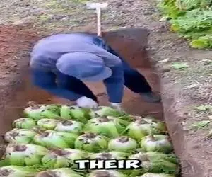 کشاورزی نوین؛ برا کاهوها قبر کندن دفنشون کردن کل سال تازه و آبدار موندن