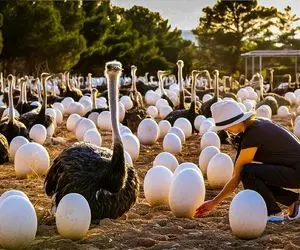 فرآوری شتر مرغ؛ شتر مرغ هایی پرورش میدن که تخم گذاشتن هر کدوم اندازه تخم دانیاسور