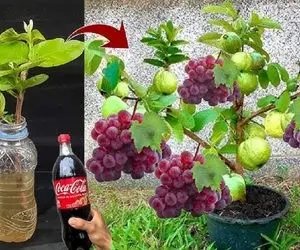 کشاورزی نوین؛ موقع کاشت انگور بهش خمیردندون زدن تو خاکش هم نوشابه ریختن محشر شد