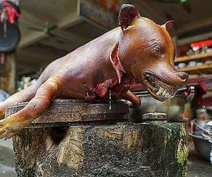 کباب سگ؛ سگ سیاه چرک رو بعد کارواش درسته و کت بسته بریونی کرد گذاشت رو سفره