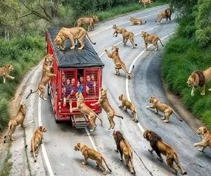شاهکار حیات وحش؛ برای شیر و پلنگ ها باغ وحش سیار و گردون انسانی راه انداختن
