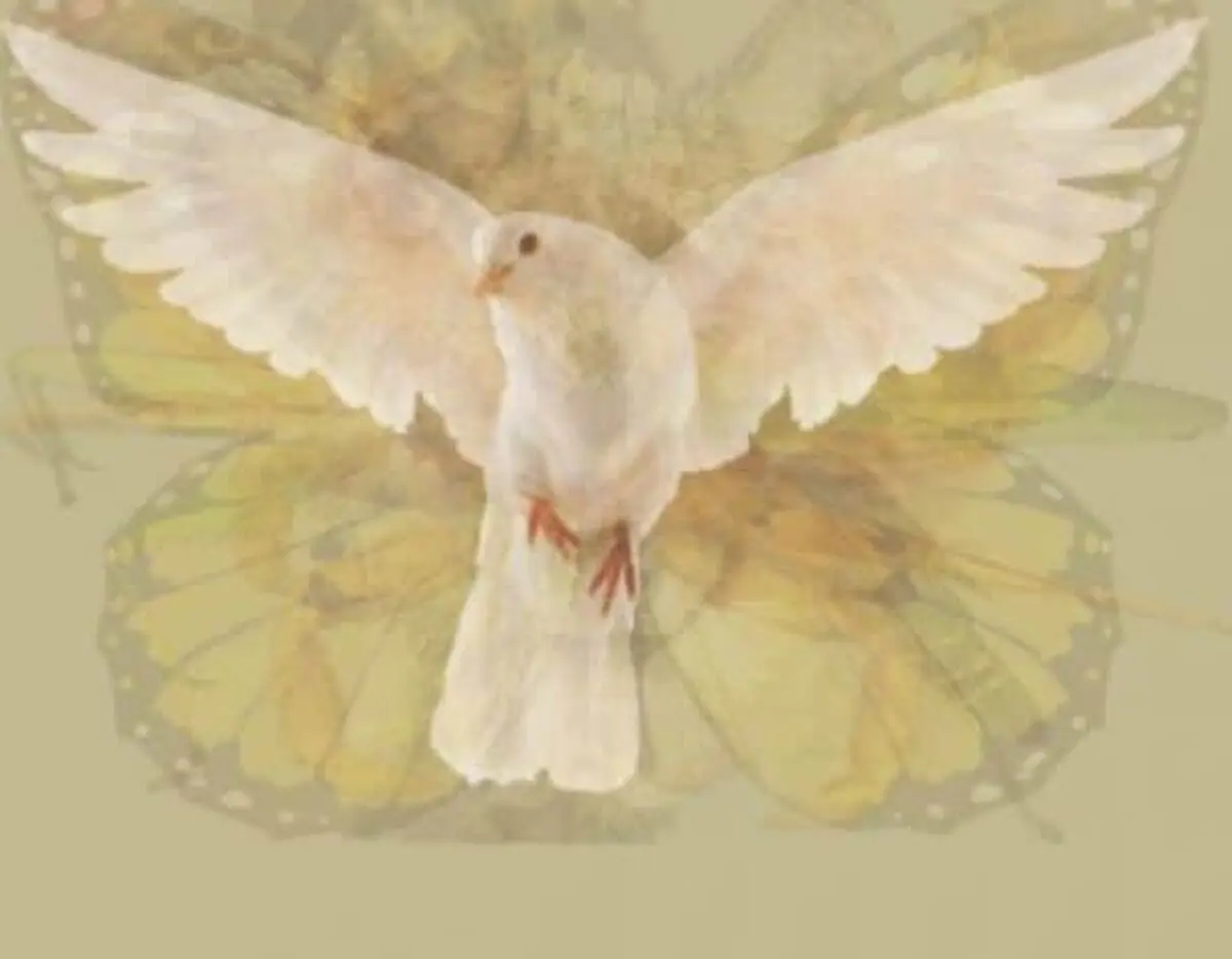 The Dove