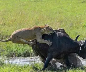 مستند حیات وحش؛ شیر آخرین حمام بوفالو پیر را رقم میزند