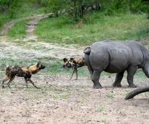 مستند حیات وحش/ کرگدن؛ گله سگ های وحشی