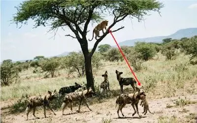 مستند حیات وحش؛ سگای وحشی توله پلنگ را ربودند و مادرش از بالای درخت تماشا کند