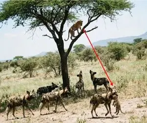 مستند حیات وحش؛ سگای وحشی توله پلنگ را ربودند و مادرش از بالای درخت تماشا کند