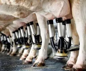 فرآوری شیر گاو؛ گاوها رو تا قطره آخر  با شگردی هرگز ندیده دوشیدن و فرستادن کارخونه